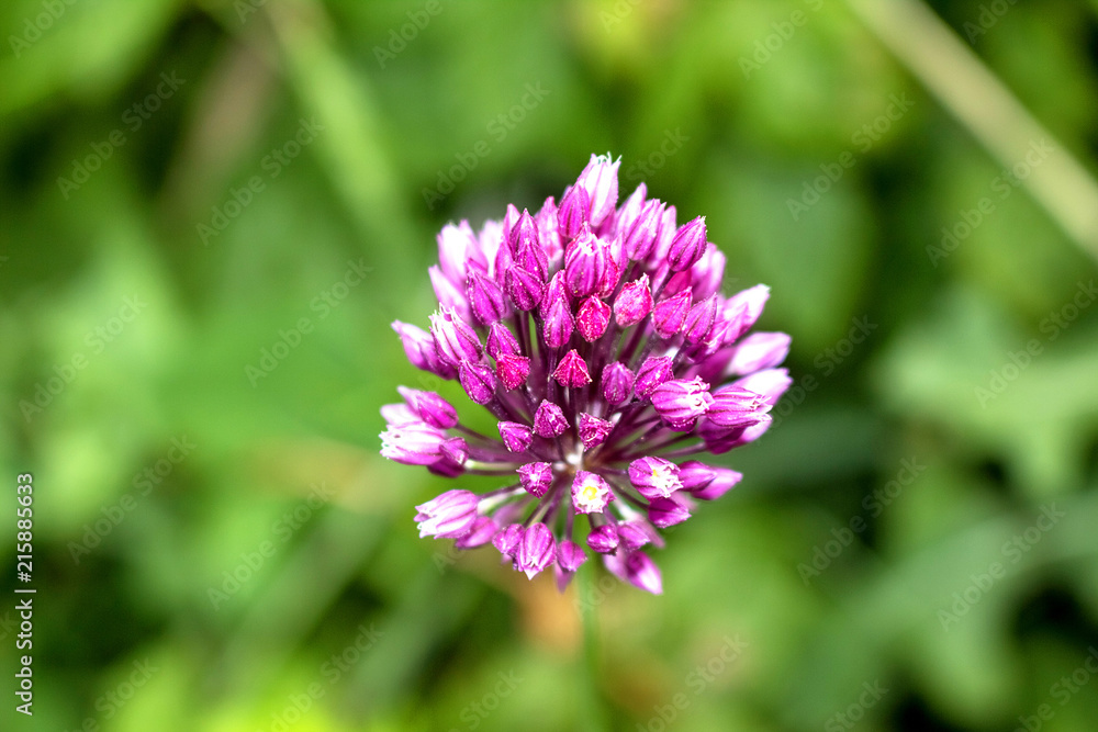 Lilac flower of garlic, close-up. Grows in the garden. Lilac flower of garlic, close-up. Grows in the garden.