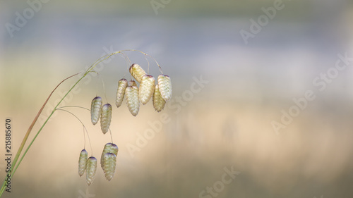 Foto Dried quaking grass seeds, pastel colored background bokeh.