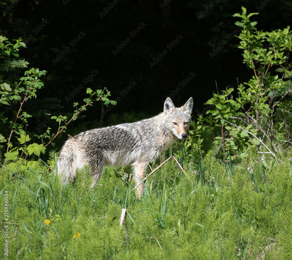 A Coyote (Canis latrans)