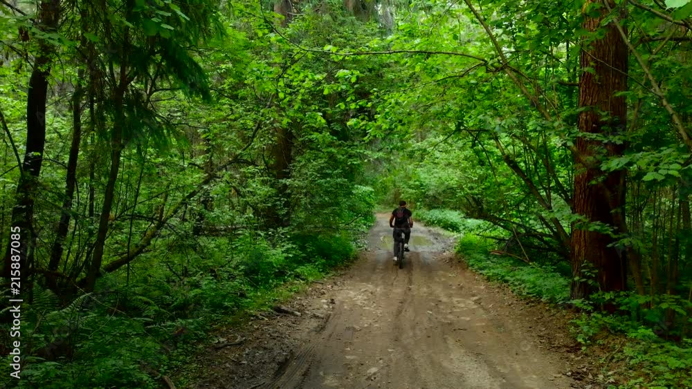 Man riding bicycle in calm green woods. Aerial view.