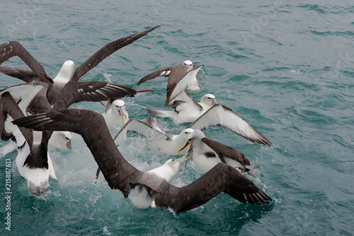 Fierce Fight among Albatross photo