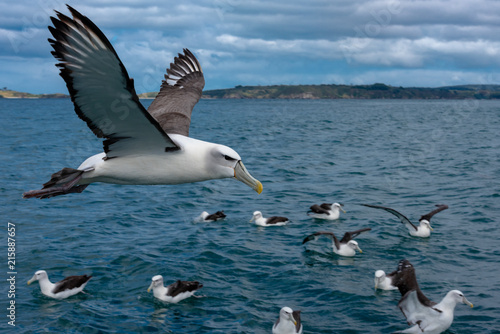 Albatross in Flight photo