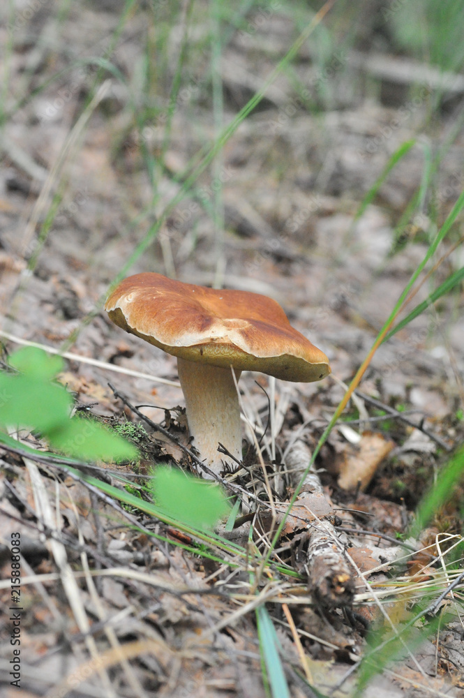 beautiful edible mushroom of the original form in the forest beautiful edible mushroom of the original form in the forest