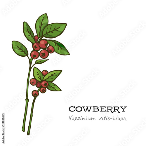 Hand drawn red lingonberry, vector