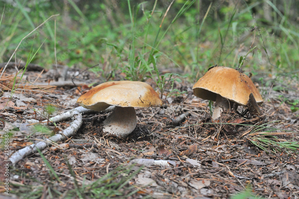 beautiful edible mushroom of the original form in the forest beautiful edible mushroom of the original form in the forest
