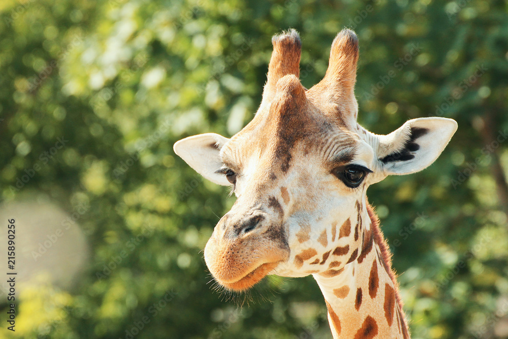 Obraz premium Giraffe on green background