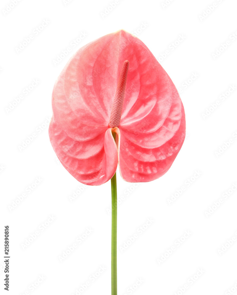 Obraz premium Beautiful pink anthurium flower on white background. Tropical plant