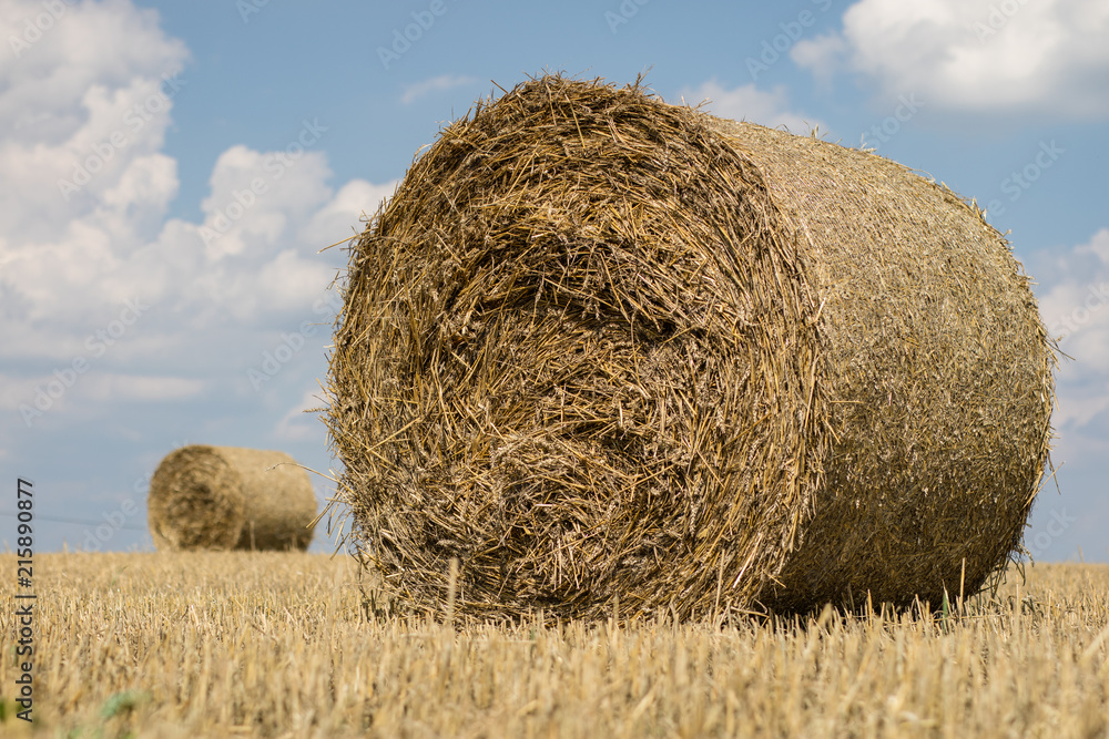 Mowed straw on an empty field. Round sheaves of straw on the stubble. Mowed straw on an empty field. Round sheaves of straw on the stubble.