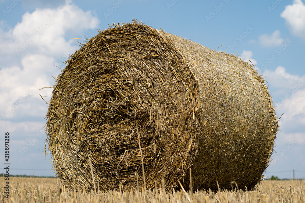 Mowed straw on an empty field. Round sheaves of straw on the stubble.