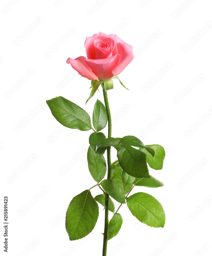 Obraz premium Beautiful rose flower on white background