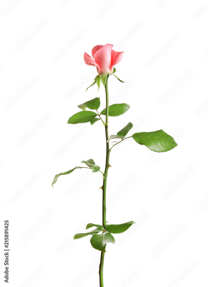 Beautiful rose flower on white background Beautiful rose flower on white background