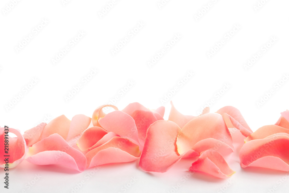 Beautiful rose petals on white background Beautiful rose petals on white background
