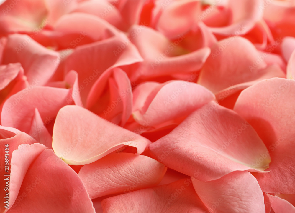 Beautiful rose petals as background Beautiful rose petals as background