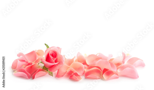 Beautiful rose and petals on white background