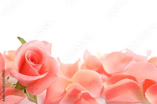 Beautiful rose and petals on white background