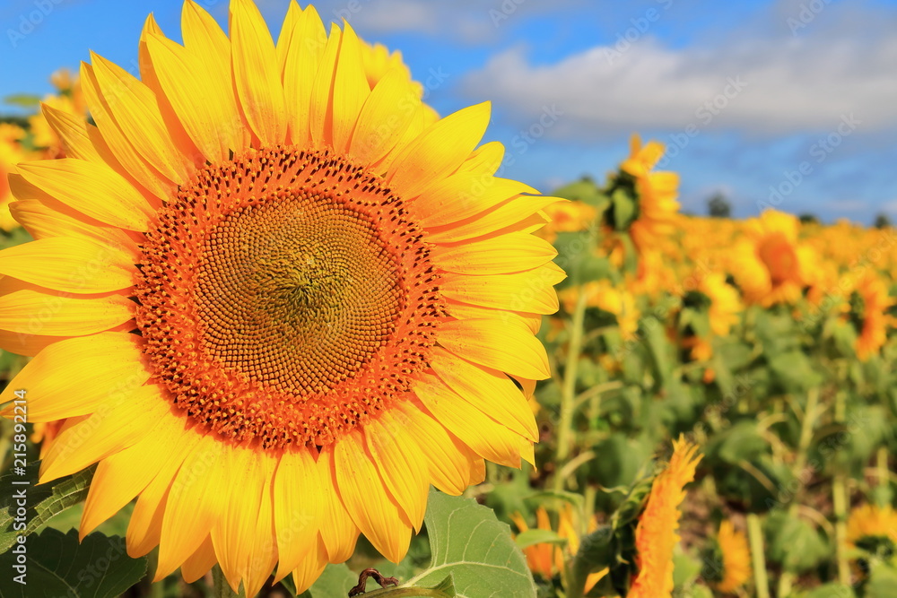 Fototapeta premium sunflower / 北竜町のひまわり