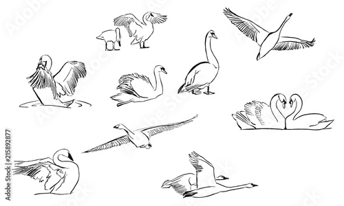 swan ink draw illustration