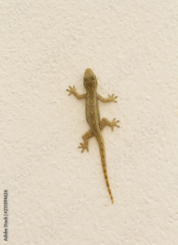 Gecko on cement wall