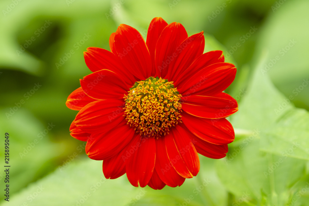 Fototapeta premium Red mexican sunflower on green background