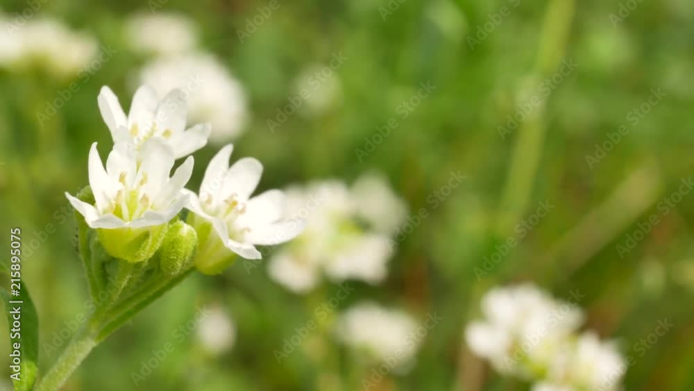 White flowers swaying in the wind against the background of green grass at summer day White flowers swaying in the wind against the background of green grass at summer day