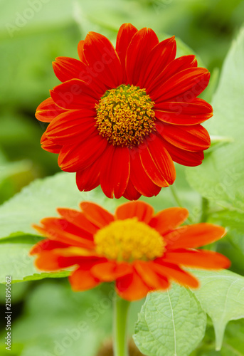 Fototapeta Naklejka Na Ścianę i Meble -  Two Mexican sunflowers like reflection image
