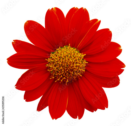 Mexican sunflower isolated on white background photo