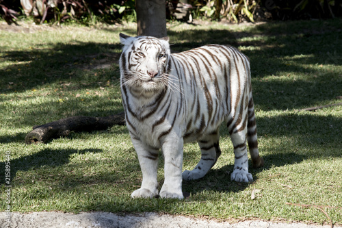 Fototapeta Naklejka Na Ścianę i Meble -  white tiger