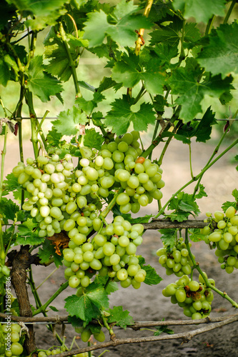 Wallpaper Mural Grapes growing in garden Torontodigital.ca