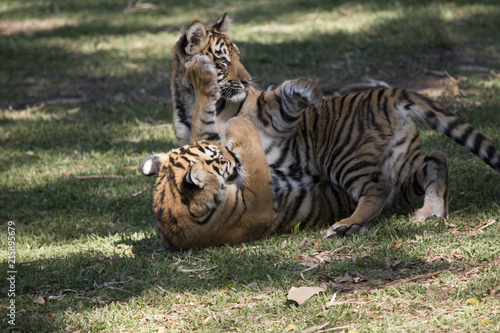 Fototapeta Naklejka Na Ścianę i Meble -  tiger cubs