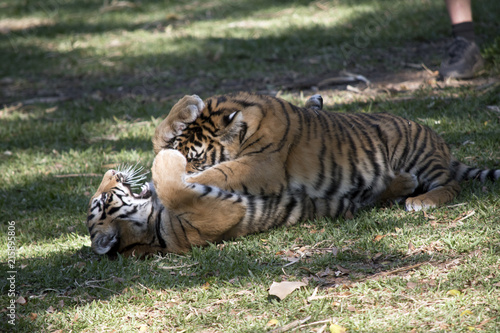 Fototapeta Naklejka Na Ścianę i Meble -  tiger cubs