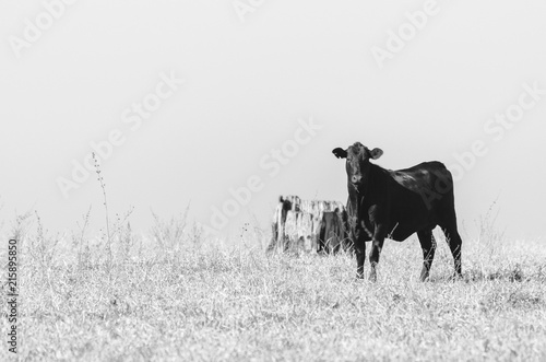 Black cow on a drought pasture of a farm. Countryside difficulties during a drought. Black and white photo. Cow on right.