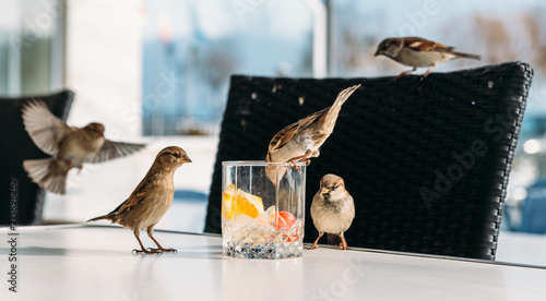 Sparrow birds drinking from a glass