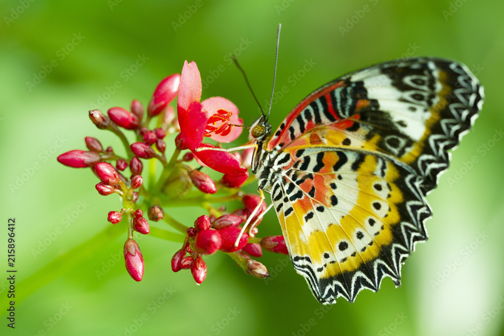 Obraz premium Leopard Lacewing Butterfly, Cethosia Cyanae, on red flower