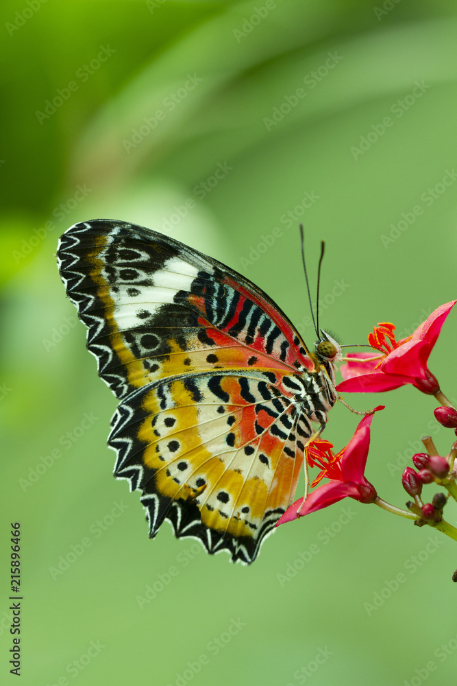 Obraz premium Leopard Lacewing Butterfly, Cethosia Cyanae, na czerwonym kwiecie