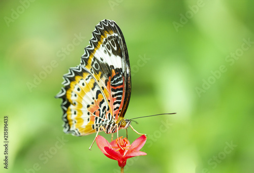 Leopard Lacewing Butterfly, Cethosia Cyanae, on red flower photo