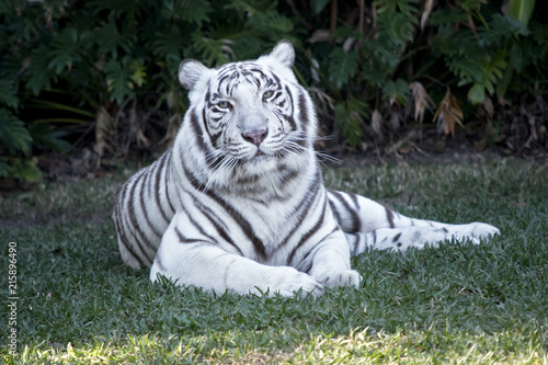 Fototapeta Naklejka Na Ścianę i Meble -  white tiger