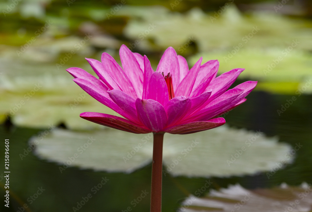 Pink waterlily with green leaves background Pink waterlily with green leaves background