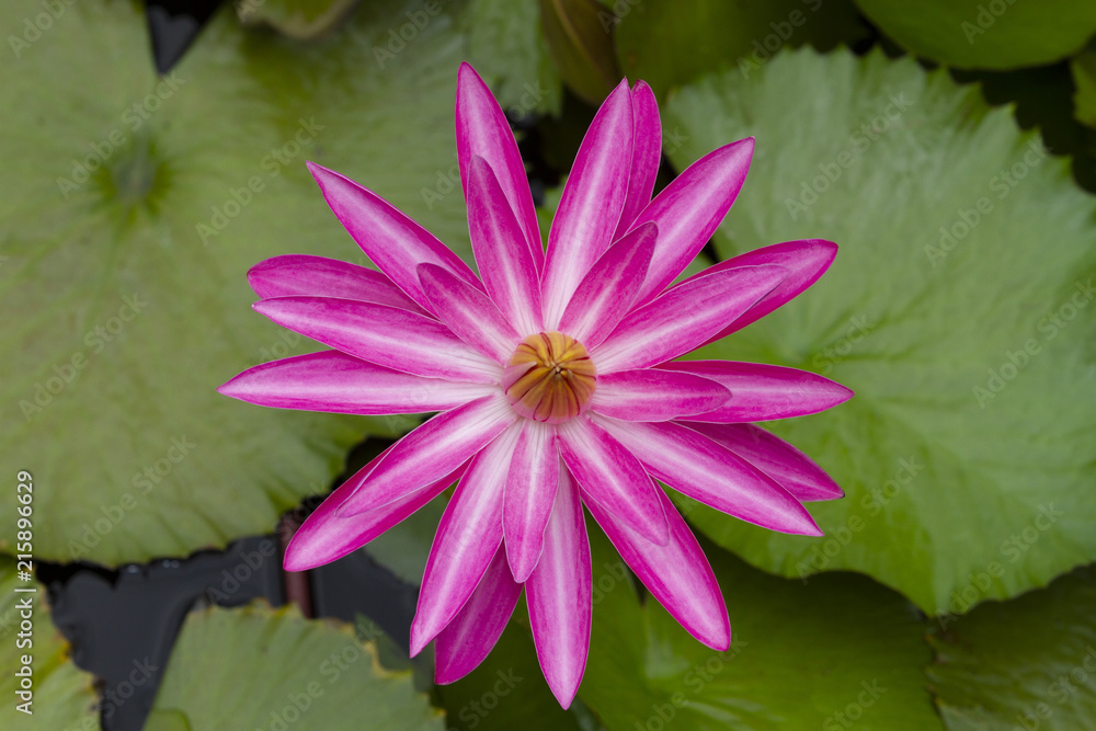 Pink waterlily with green leaves background Pink waterlily with green leaves background