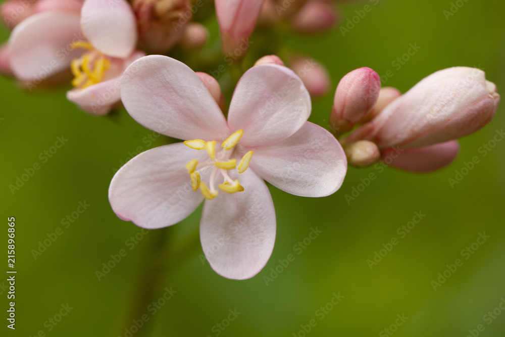 Close up image of pink jatropha integerrima flower Close up image of pink jatropha integerrima flower