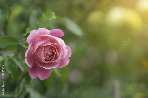 Pink roses close up in green garden at summer sunlight background. with copy space for your text message