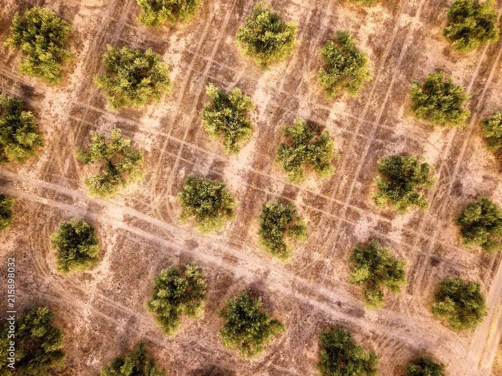 Aerial view of olive trees, Andalusia