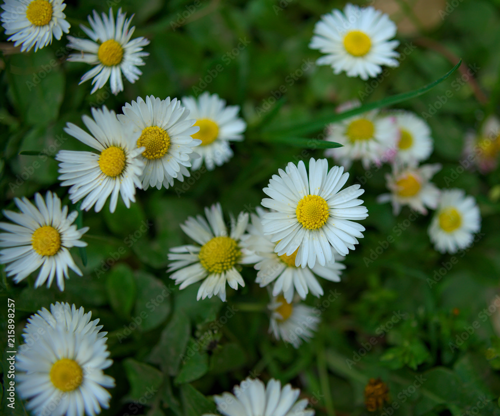Daisy blooming flowers in grass field, spring time Daisy blooming flowers in grass field, spring time