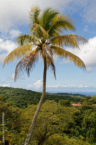 Martinique, FWI - coconut palm tree in Riviere-Salee