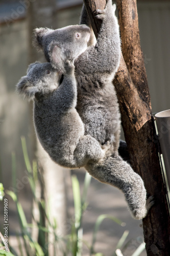 mother koala and joey