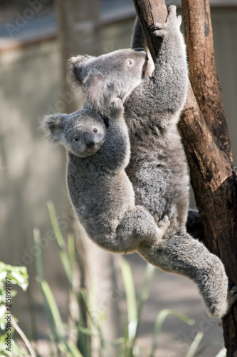 Fototapeta Naklejka Na Ścianę i Meble -  mother koala and joey