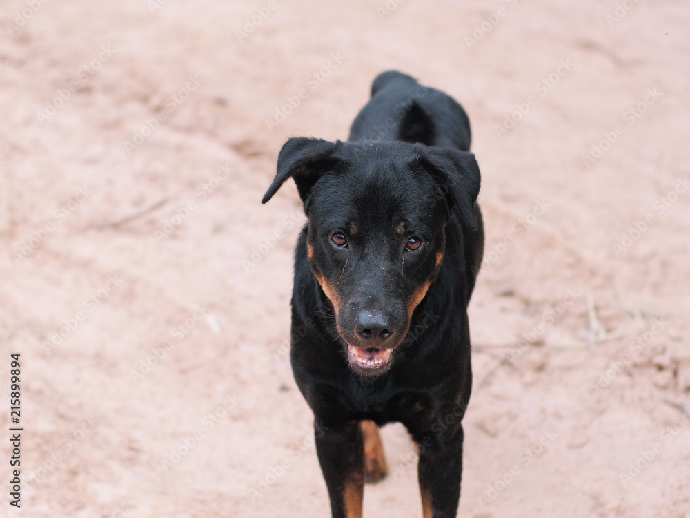 My Cute Black Dog My Cute Black Dog