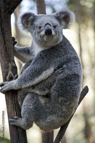 an Australian koala with joey