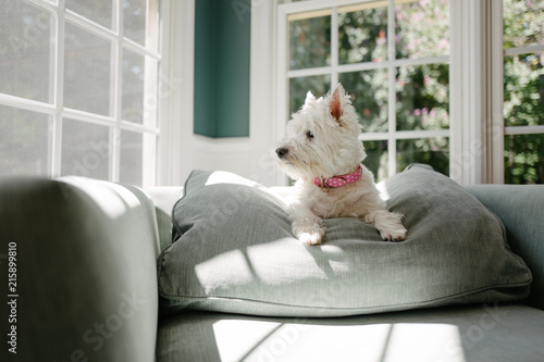 Cute white dog in a big chair looking outside