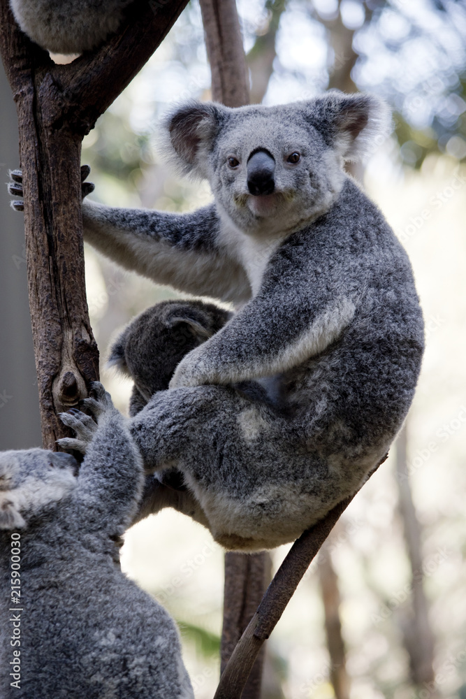 Fototapeta premium matka koala i joeys