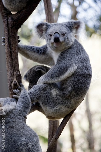 Fototapeta Naklejka Na Ścianę i Meble -  mother koala and joeys